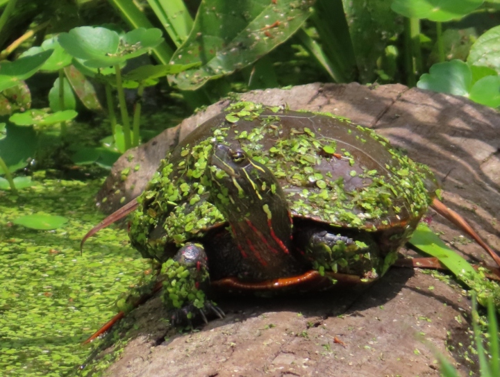 Midland Painted Turtle